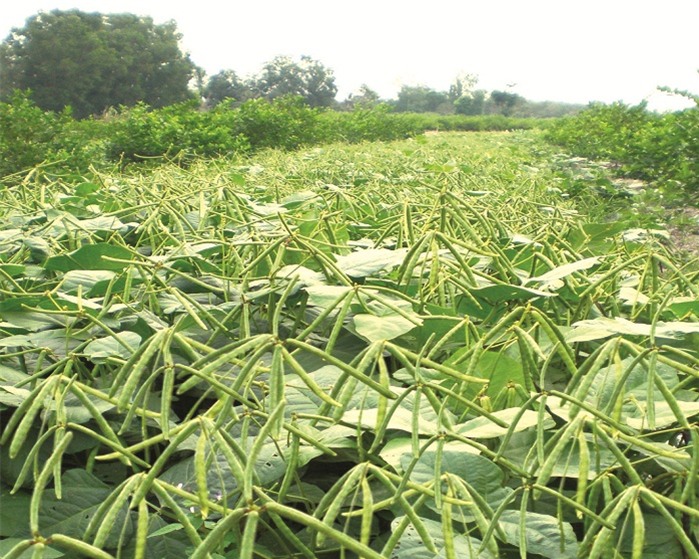 Giống Đậu đũa chịu nhiệt HN338 - Vinaseed