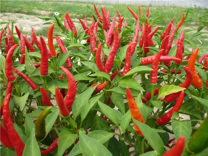 KỸ THUẬT TRỒNG ỚT LAI F1 NĂNG SUẤT CAO MÙA MƯA - ASAHI NHẬT BẢN