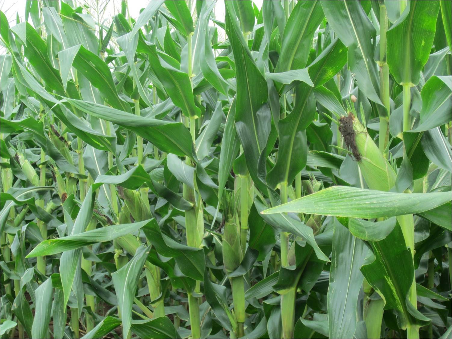 Giống ngô nếp lai HN68 - Vinaseed