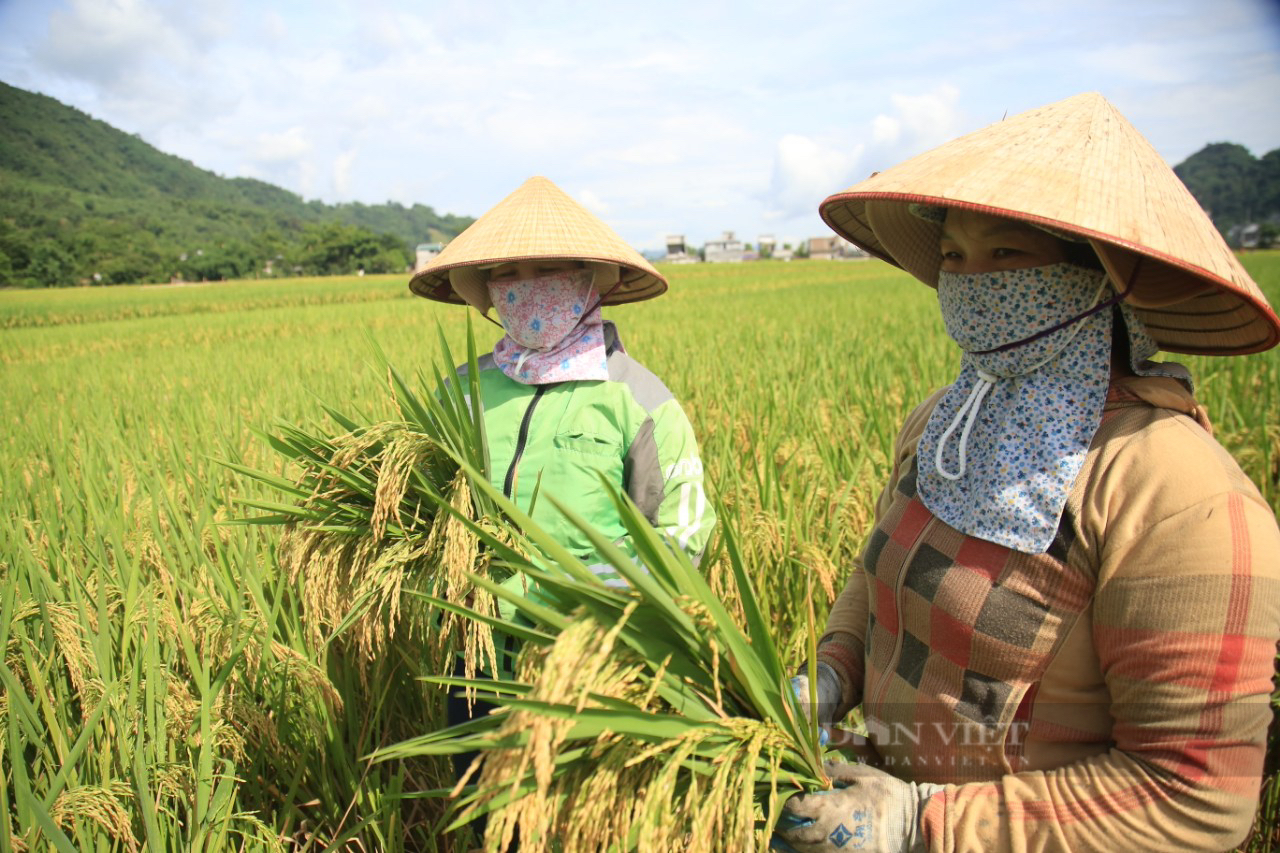 VNR20 và Thụy Hương 308 - Bộ đôi giống lúa chất lượng cao được nông dân xứ Mường ưa thích