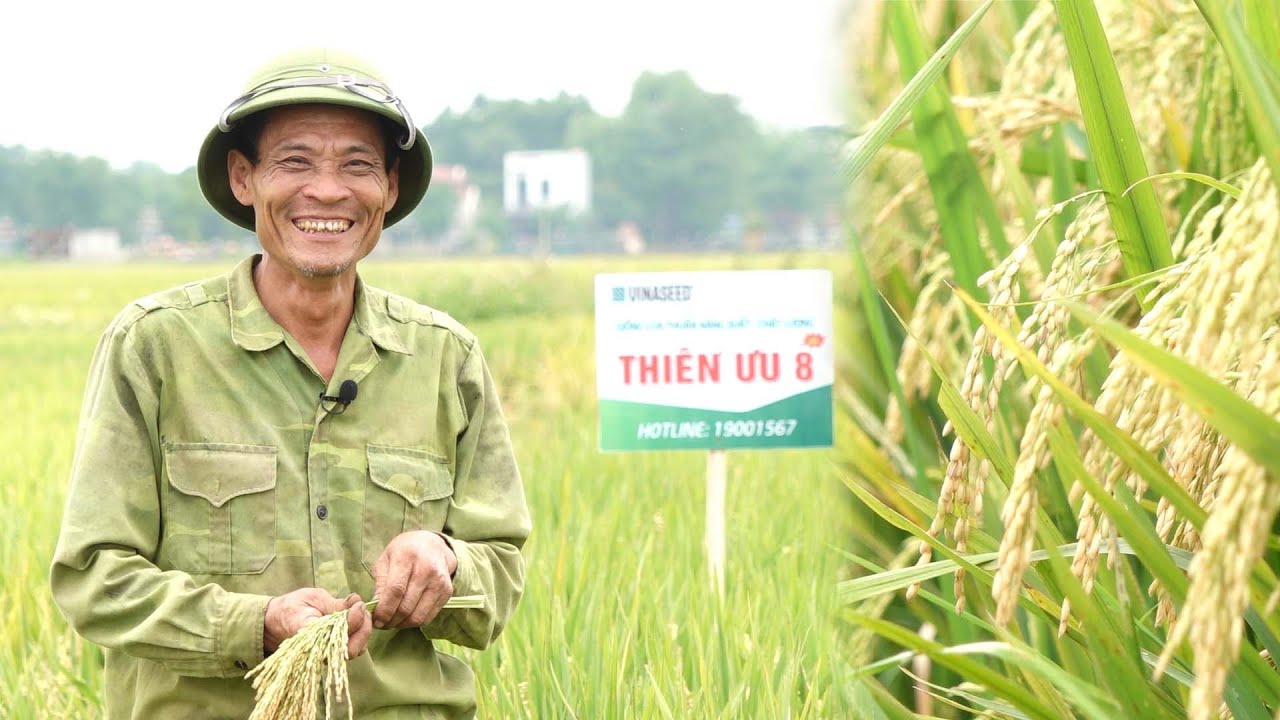 Mãn nhãn đồng lúa Thiên ưu 8 thế hệ mới ở Xứ Thanh