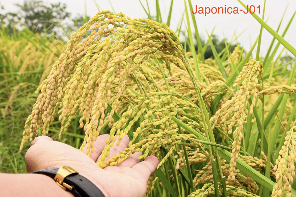 Japonica J01 - Giống lúa đột phá trong sản xuất nông nghiệp tỉnh Phú Thọ