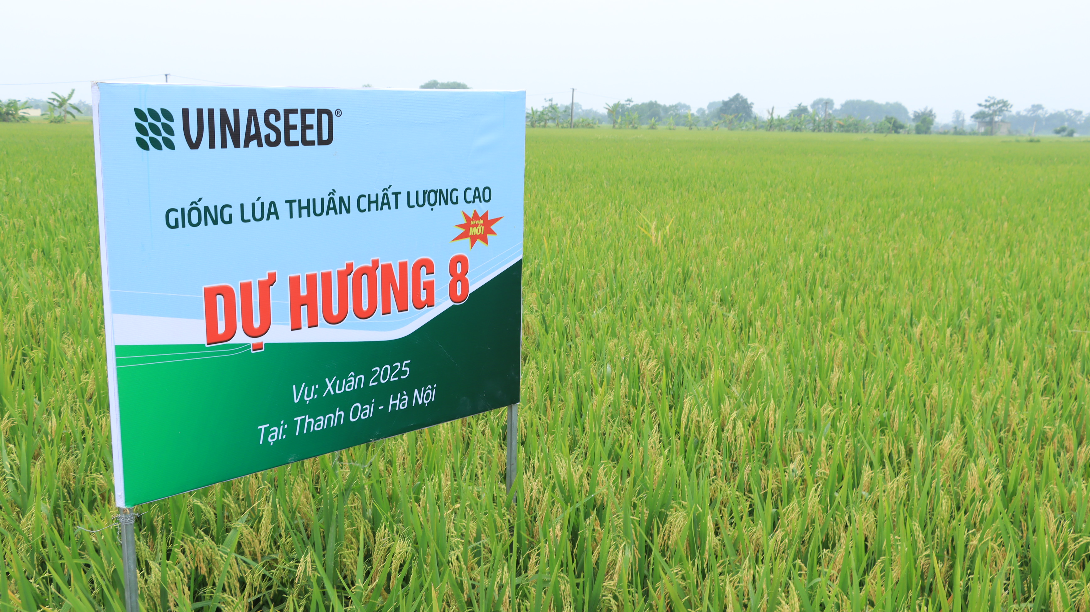 Dự Hương 8: Giống lúa triển vọng định hình thương hiệu gạo Hà Nội