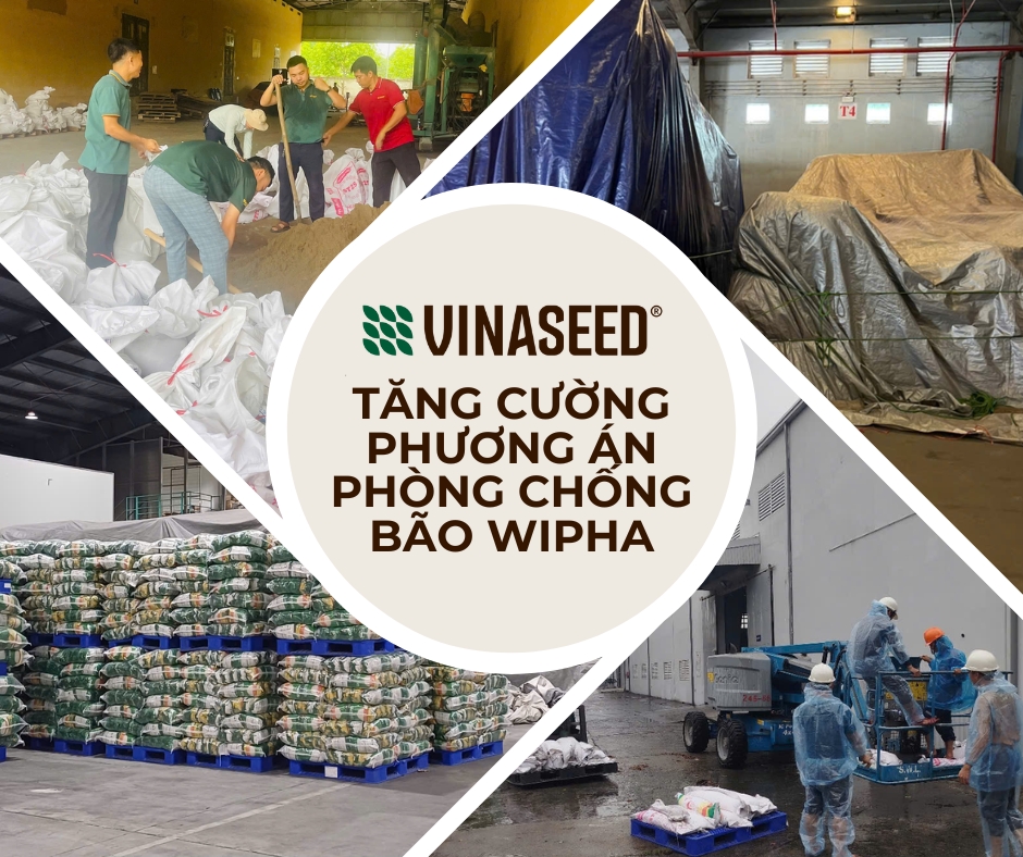 VINASEED TĂNG CƯỜNG PHƯƠNG ÁN PHÒNG CHỐNG BÃO WIPHA