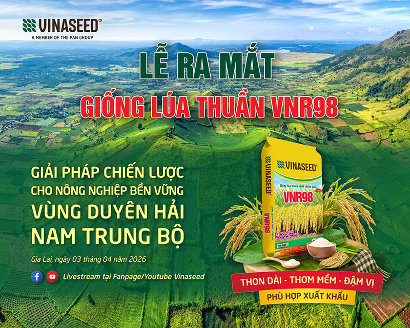 Sự kiện: Ra mắt sản phẩm giống lúa thuần chất lượng cao VNR98 tại Gia Lai