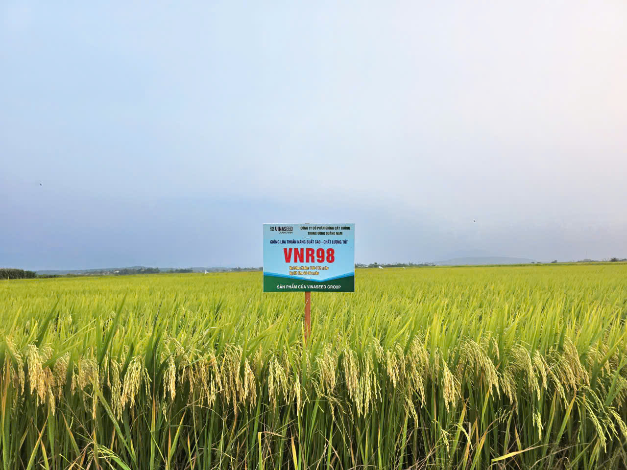 Canh tác đúng kỹ thuật, VNR98 có thể đạt năng suất đến 9 tấn/ha