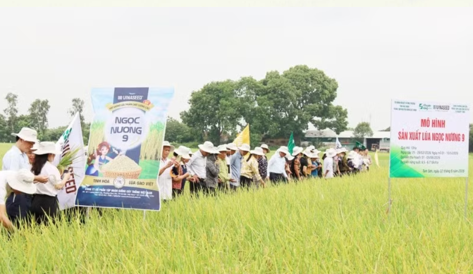 Bắc Ninh: Đề xuất đưa giống lúa Ngọc Nương 9 vào cơ cấu hỗ trợ giống