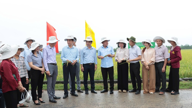 Nâng tầm hạt gạo Thủ đô từ xây dựng mô hình khuyến nông an toàn, hiện đại