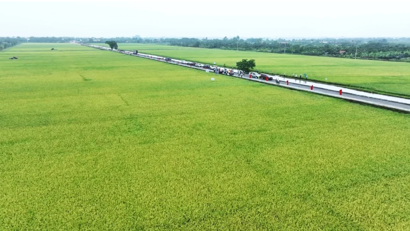 Lúa chất lượng và cấy máy, định hướng lớn trong sản xuất lúa của Hà Nội
