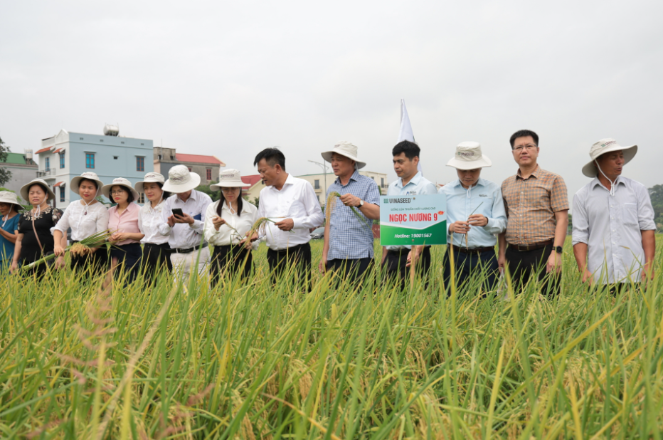 Vì sao giống lúa Ngọc Nương 9 đang được nhiều nông dân Bắc Ninh săn đón?
