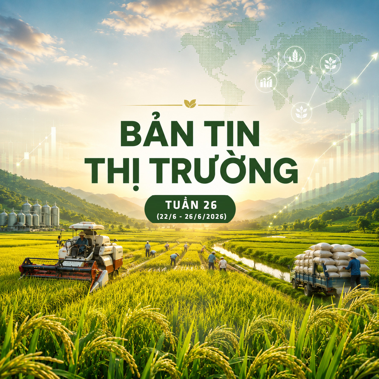 Bản tin thị trường Lúa gạo tuần 26 năm 2026